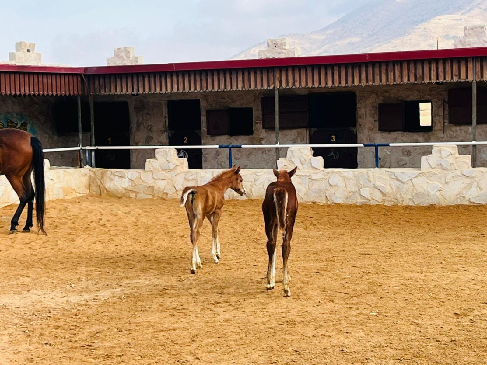 Petra Royal Ranch Bed and Breakfast Wadi Musa Buitenkant foto